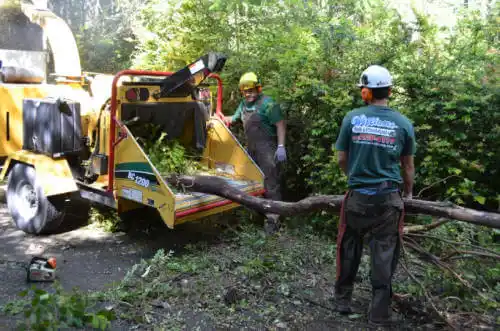 tree services Austin